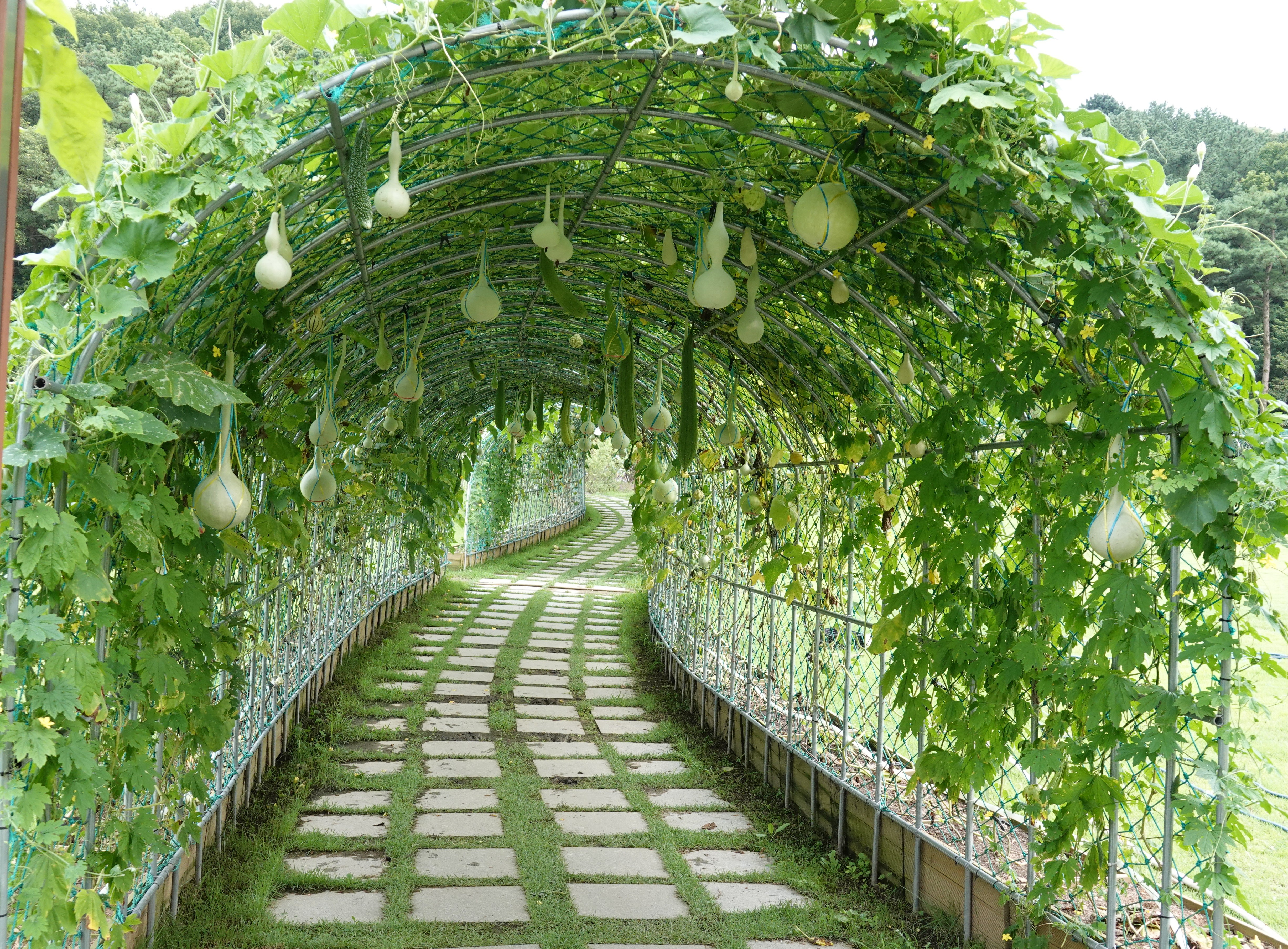 초록터널에 조롱박이 주렁주렁 열렸어요 이미지