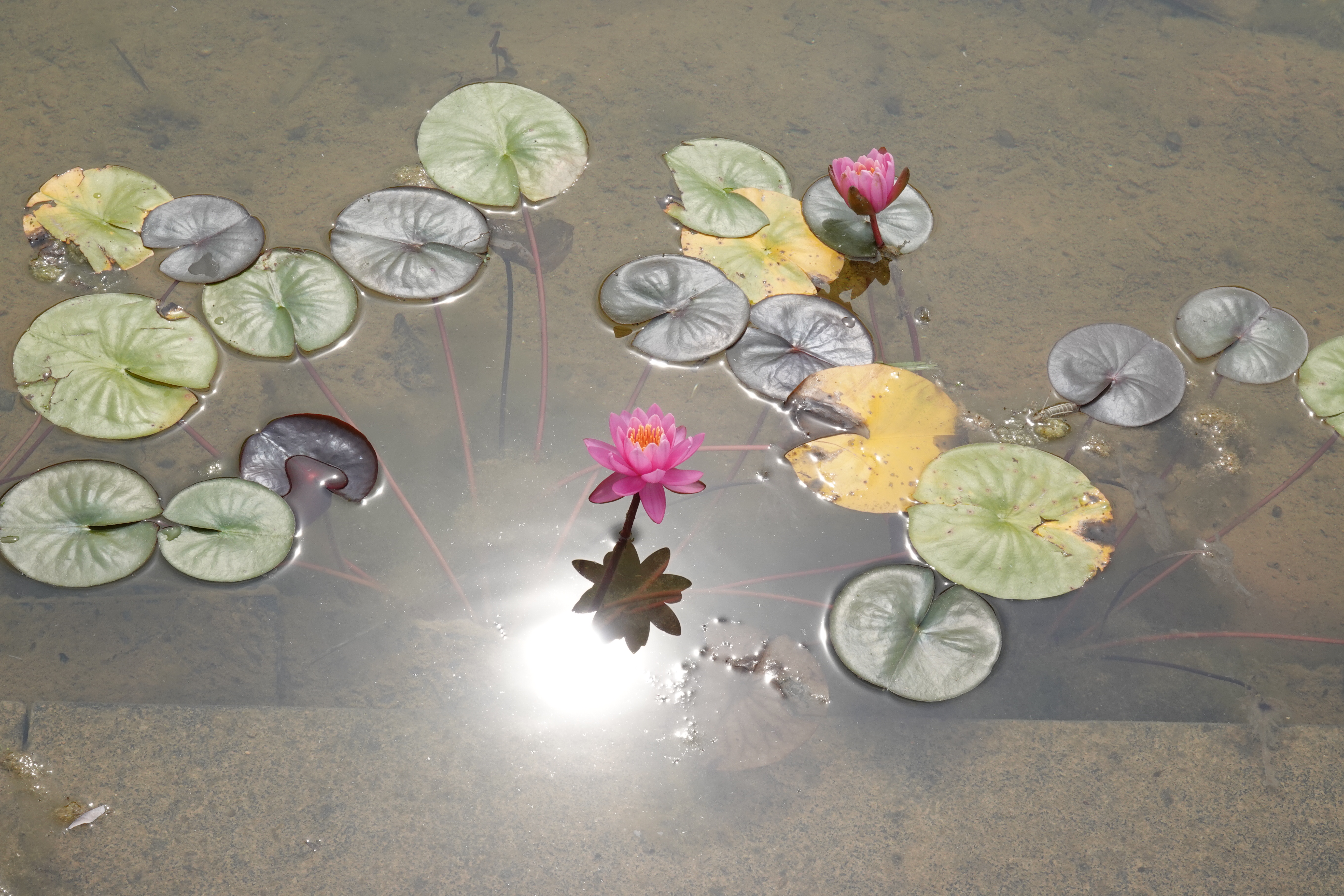 초막골의 연꽃 이미지