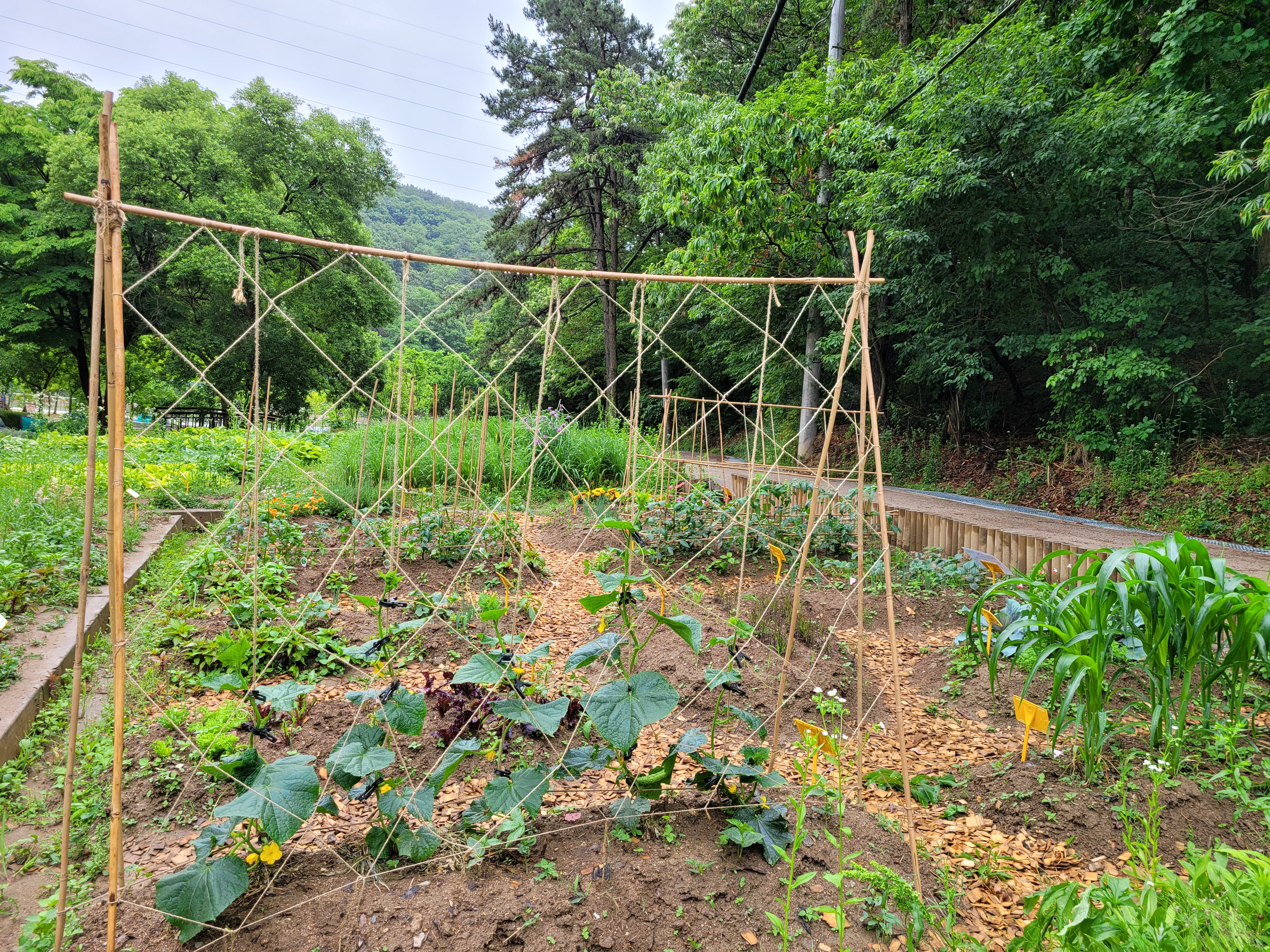 초막골의 「싹터라! 씨앗한톨, 텃밭정원일기」 이미지